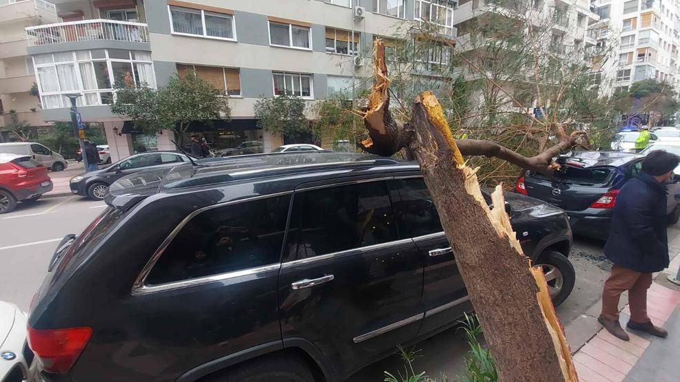 İzmirde kuvvetli rüzgar: Park halindeki araçların üzerine ağaç devrildi