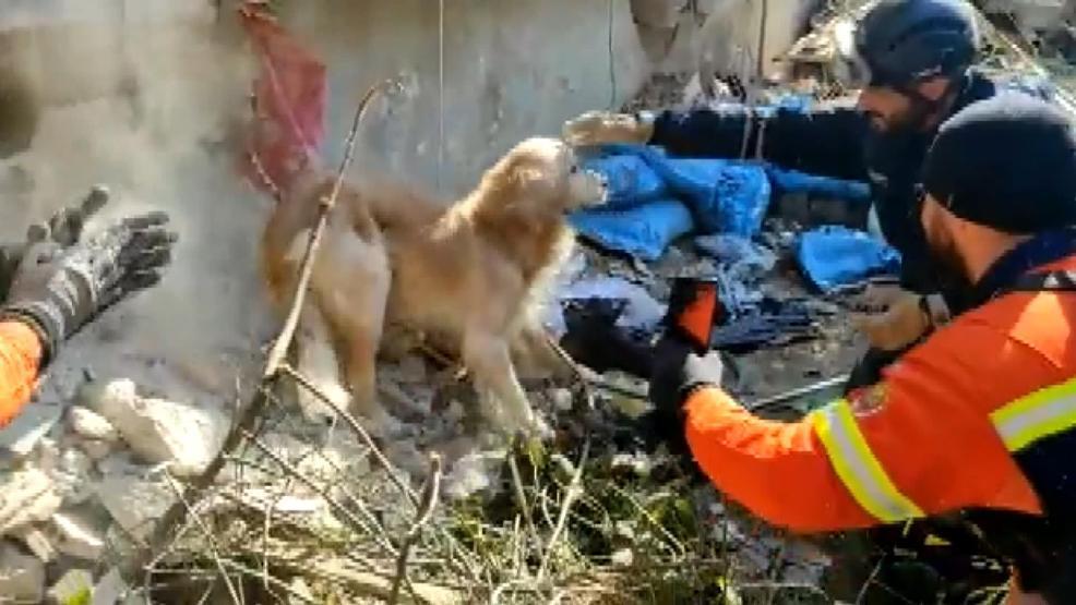 Portekiz’den gelen ekip, enkaz altında kalan köpeği kurtardı