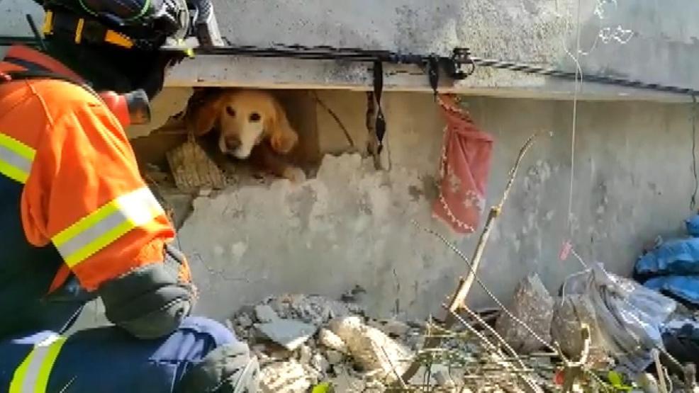 Portekiz’den gelen ekip, enkaz altında kalan köpeği kurtardı