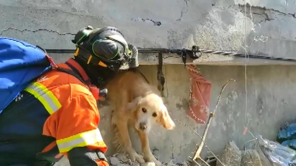 Portekiz’den gelen ekip, enkaz altında kalan köpeği kurtardı