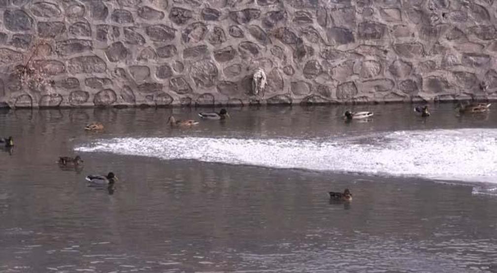 Yaban ördekleri Kars Çayı’nı mesken tuttu