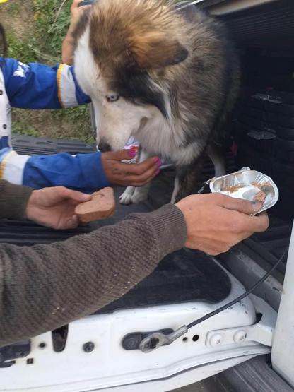 23 gün sonra Aleks adlı köpek enkazdan kurtarıldı