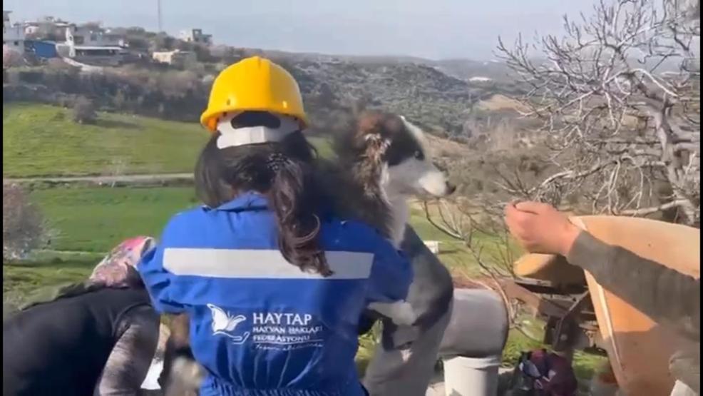 23 gün sonra Aleks adlı köpek enkazdan kurtarıldı