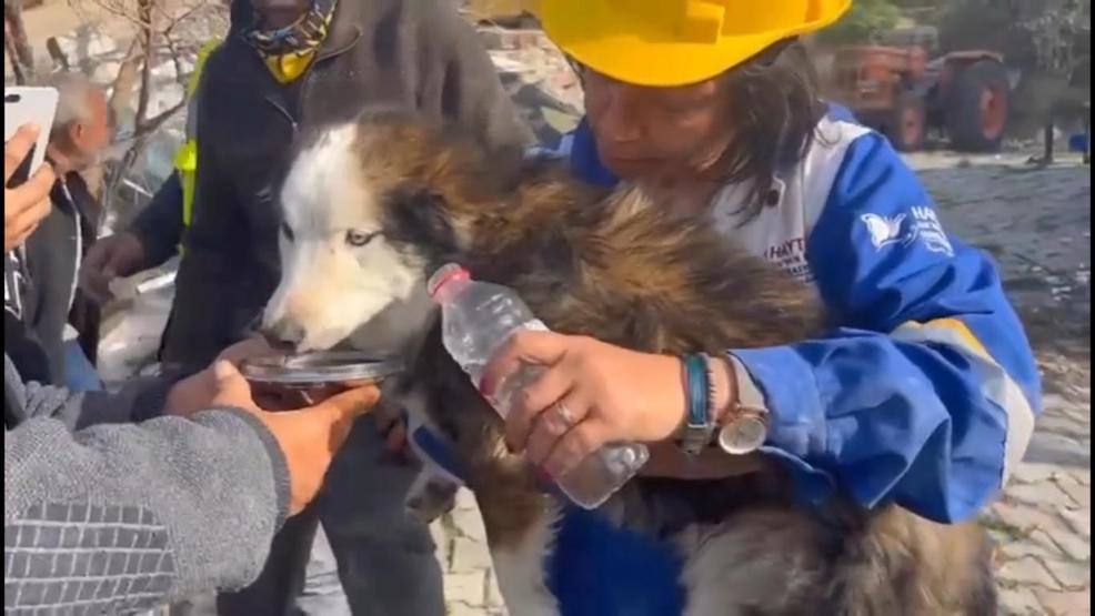 23 gün sonra Aleks adlı köpek enkazdan kurtarıldı