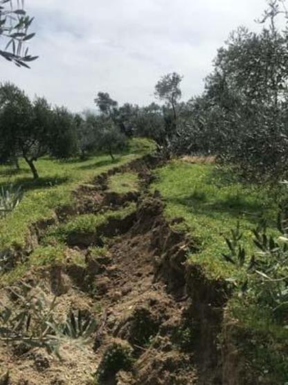İkiye bölünen zeytin ağacı gündem olmuştu: Fay kaynaklı olmadığı ortaya çıktı