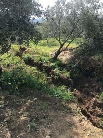 İkiye bölünen zeytin ağacı gündem olmuştu: Fay kaynaklı olmadığı ortaya çıktı
