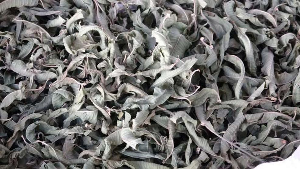 Gribe karşı adeta doğal ilaç Mevsim geçişlerinde vakalar artınca vatandaşlar aktarlara koştu İşte en çok tercih edilen bitkiler ve faydaları