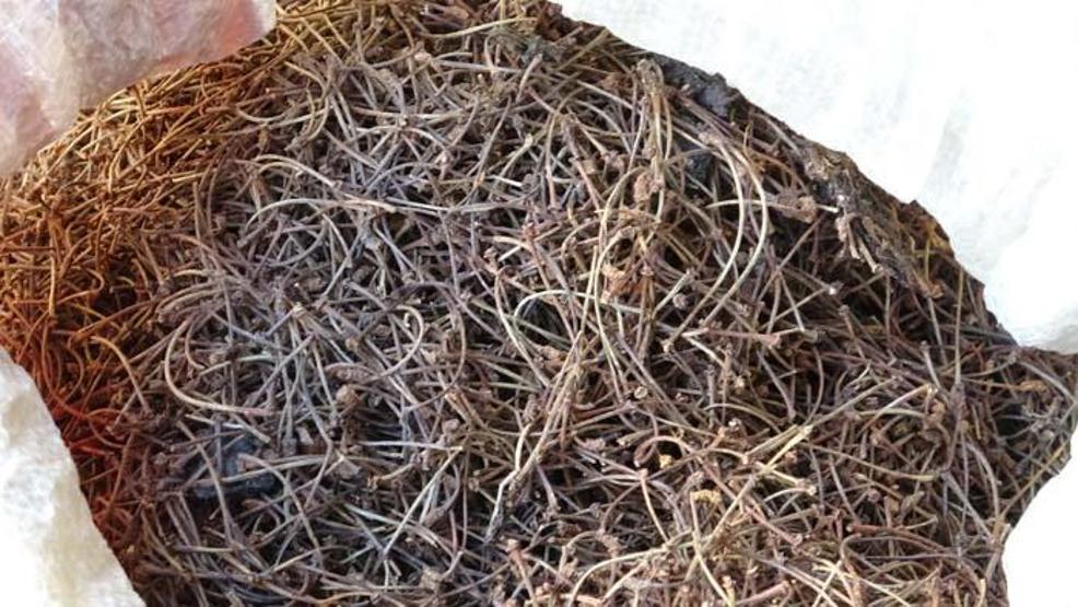 Gribe karşı adeta doğal ilaç Mevsim geçişlerinde vakalar artınca vatandaşlar aktarlara koştu İşte en çok tercih edilen bitkiler ve faydaları