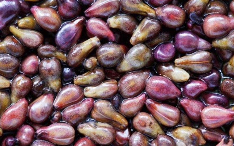 Balgam ve öksürükten eser bırakmıyor Akciğerleri yeniden doğmuş gibi yapıyor