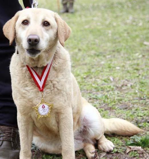 Sessiz kahramanlar TSK’nın arama köpekleri 78 kişiyi kurtardı