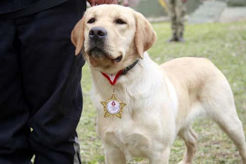 Sessiz kahramanlar TSK’nın arama köpekleri 78 kişiyi kurtardı