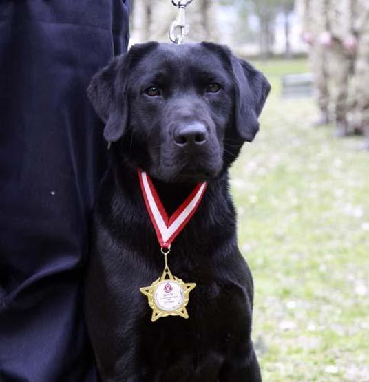 Sessiz kahramanlar TSK’nın arama köpekleri 78 kişiyi kurtardı