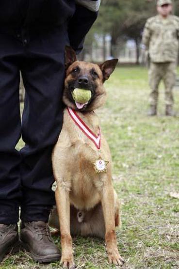 Sessiz kahramanlar TSK’nın arama köpekleri 78 kişiyi kurtardı