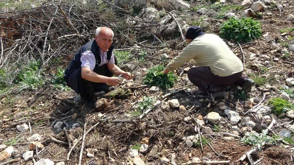 Altın değerinde: Yanan ormanlık alanda yetişti, köylüler her yerde onu arıyor