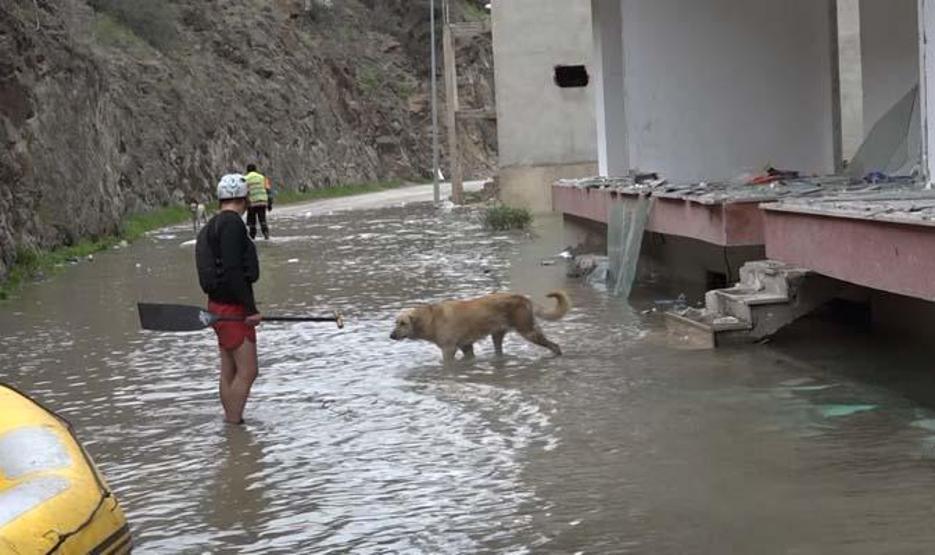 Yusufeli’nde baraj suyu altında kalan binalarda mahsur kalan can dostlar botla kurtarıldı