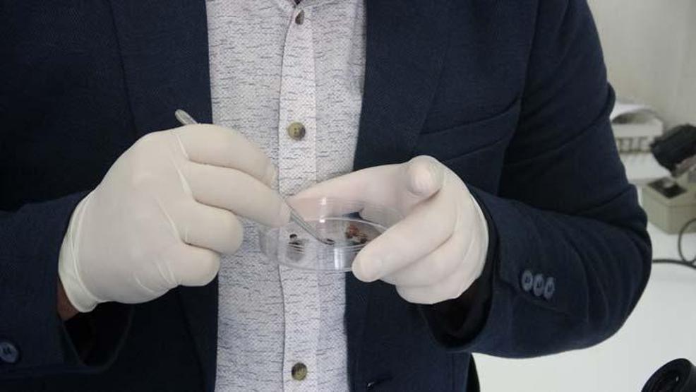 Kene ısırığına dikkat Uzmanı uyardı: Kol, bacak, kulak arkası, kulak içi ve gözün beyaz kısmı gibi noktalarda kene yapışması olabiliyor