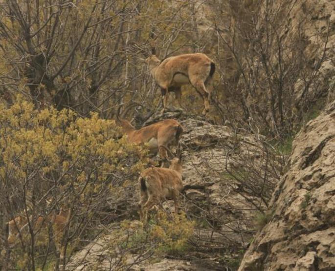 Profesörü sevindiren fotoğraf: Diyarbakırda çekildi...