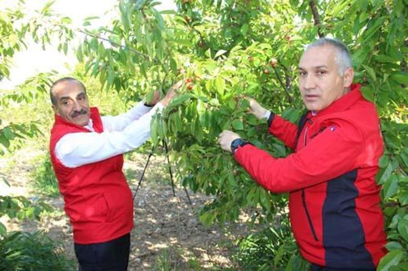 Sezonun ilk kirazı 800 TL’den satıldı