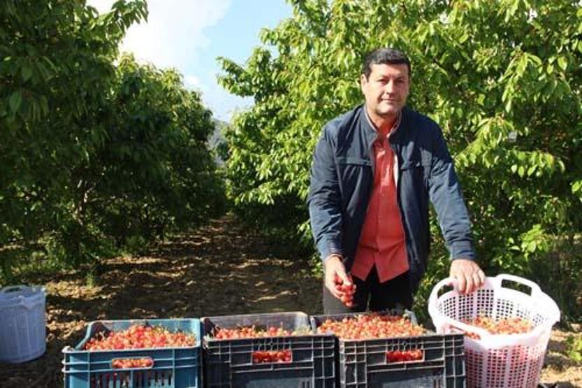 Sezonun ilk kirazı 800 TL’den satıldı