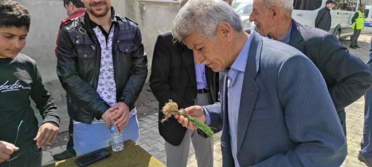 Her yerde yetişmiyor Birçok hastalığa iyi geldiği belirtilen bu bitki kilosu bin lira ama yok satıyor