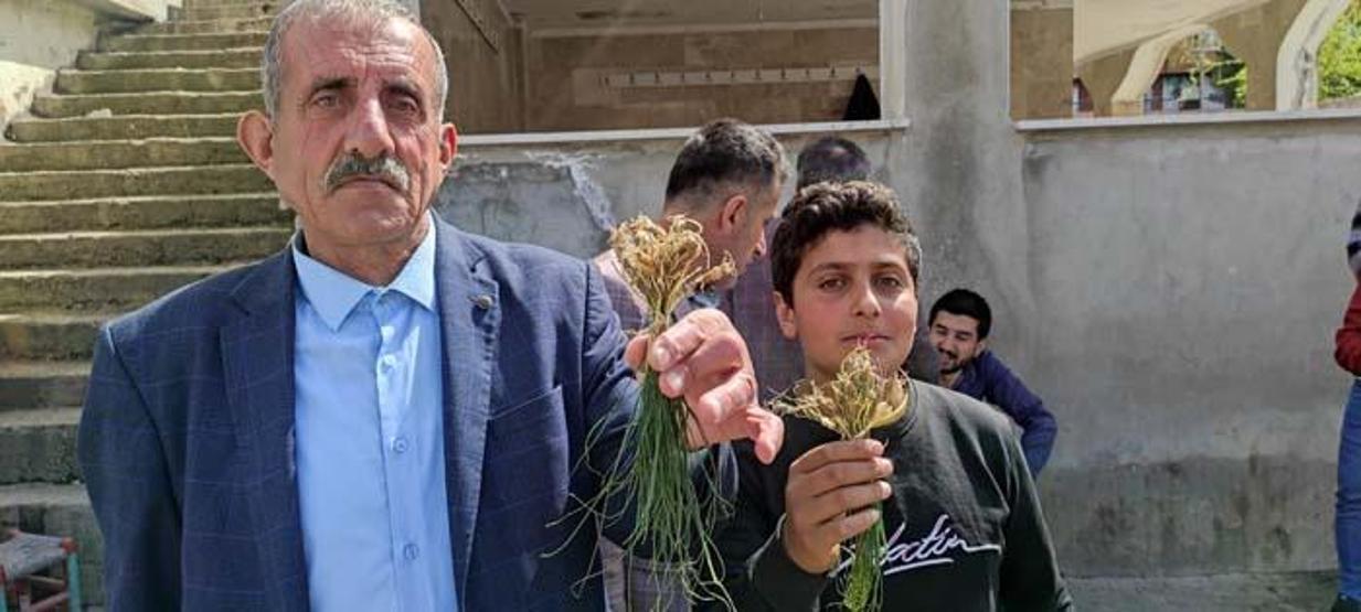 Her yerde yetişmiyor Birçok hastalığa iyi geldiği belirtilen bu bitki kilosu bin lira ama yok satıyor