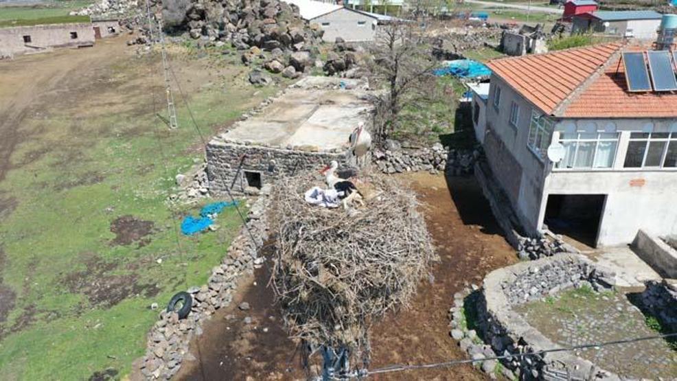 Göçmen Leylekler Hürmetçi Sazlığında