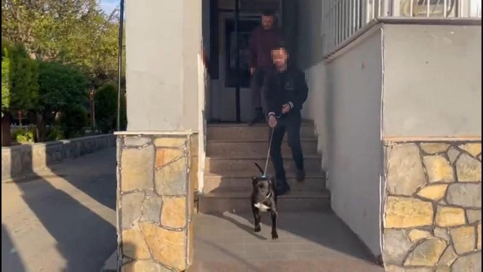 Beyoğlunda köpeğe eziyet ettiği belirlenen kişi gözaltına alındı