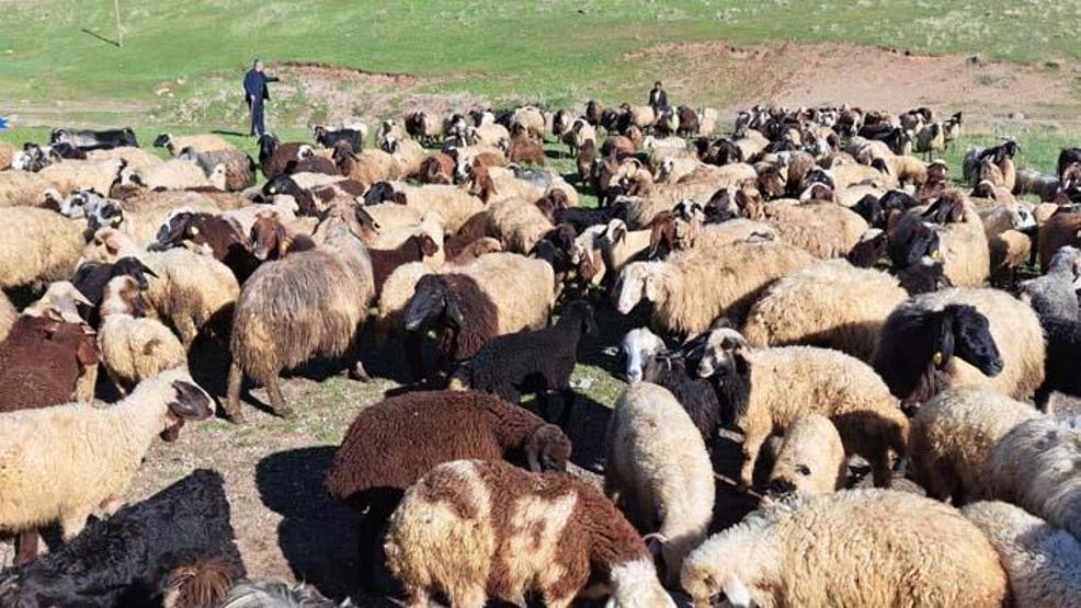 3 bin rakımda koyun ve kuzuların buluşması