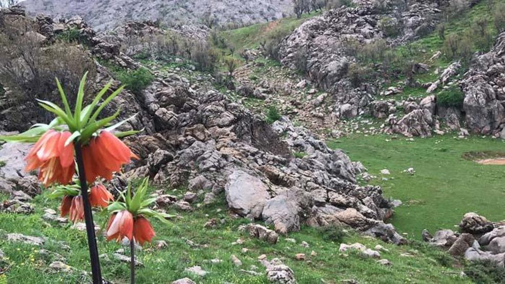 Ağlayan gelinler görsel şölen oluşturdu