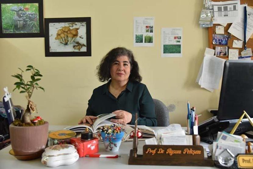 Ülkemizde en çok bulunan zehirli mantar Ölümlerin yüzde 95’i bu türden kaynaklanıyor En çok İstanbul, Bolu, Kastamonu ve Giresun bölgelerinde görülüyor