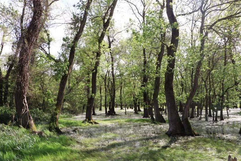 Kuş Cennetinde su papatyası güzelliği