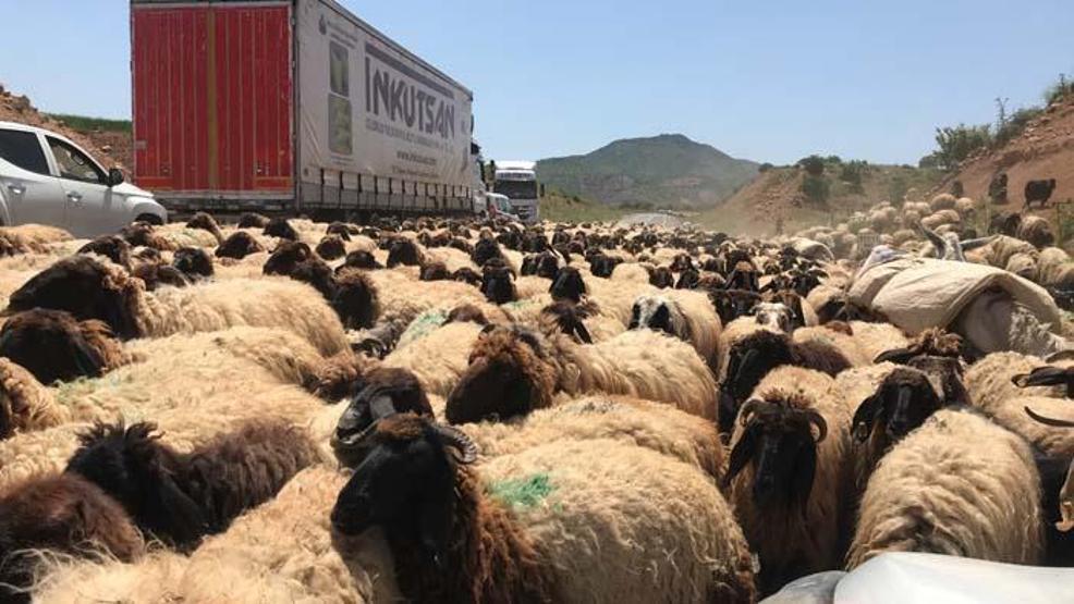 Göçerlerin zorlu yayla yolculuğu başladı