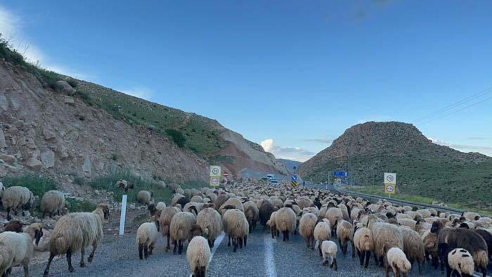 Göçerlerin zorlu yayla yolculuğu başladı