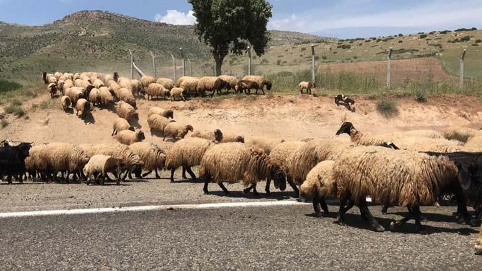 Göçerlerin zorlu yayla yolculuğu başladı