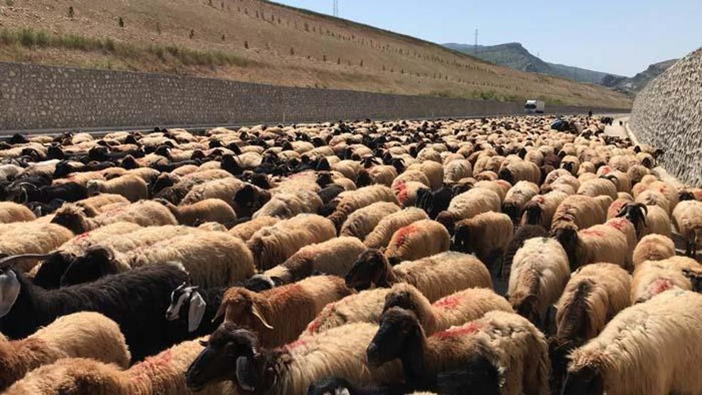 Göçerlerin zorlu yayla yolculuğu başladı