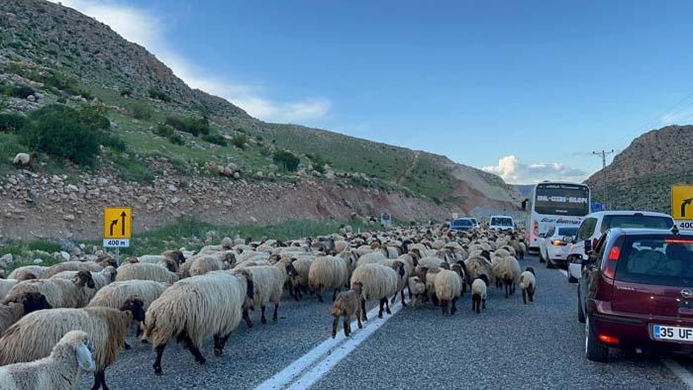 Göçerlerin zorlu yayla yolculuğu başladı
