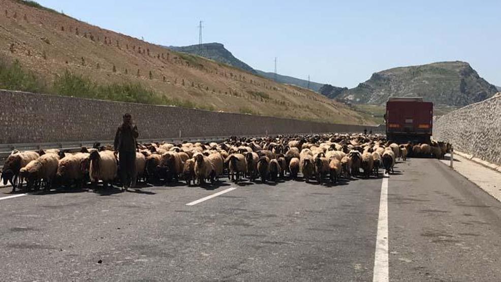 Göçerlerin zorlu yayla yolculuğu başladı