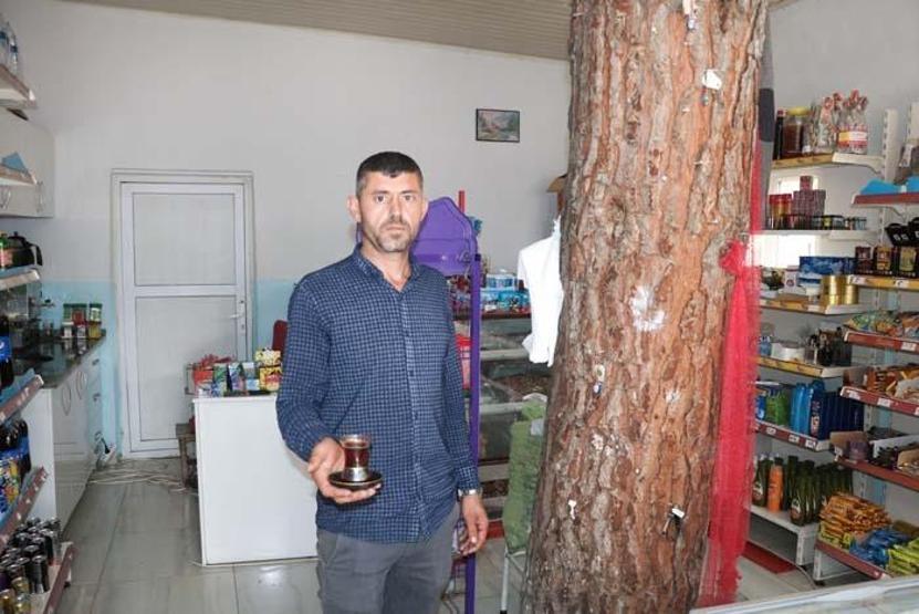 İş yerinin ortasından geçen ağaç dikkat çekiyor