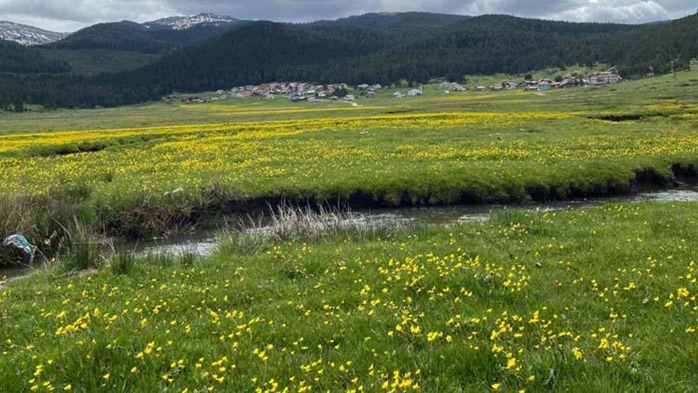Bolunun her mevsim ayrı güzel yaylası: Sarıalan