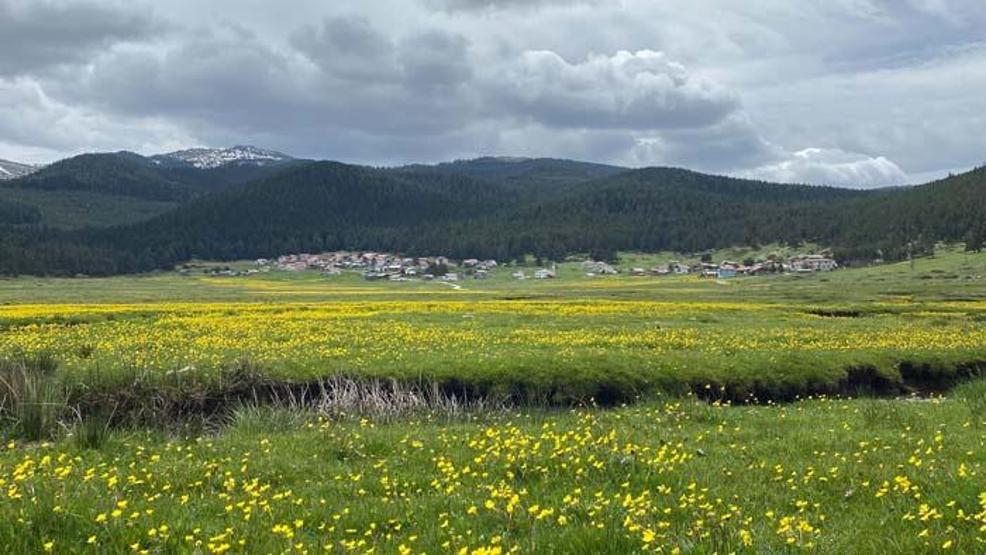 Bolunun her mevsim ayrı güzel yaylası: Sarıalan