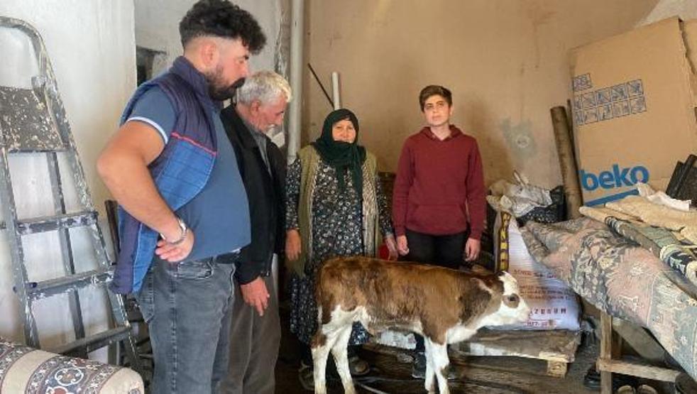 Köyde 10 günde 70 buzağı öldü, inceleme başlatıldı