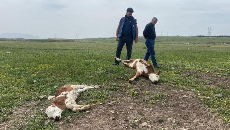 Köyde 10 günde 70 buzağı öldü, inceleme başlatıldı
