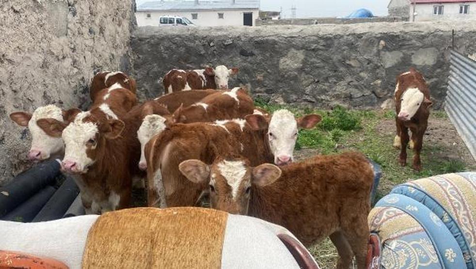 Köyde 10 günde 70 buzağı öldü, inceleme başlatıldı