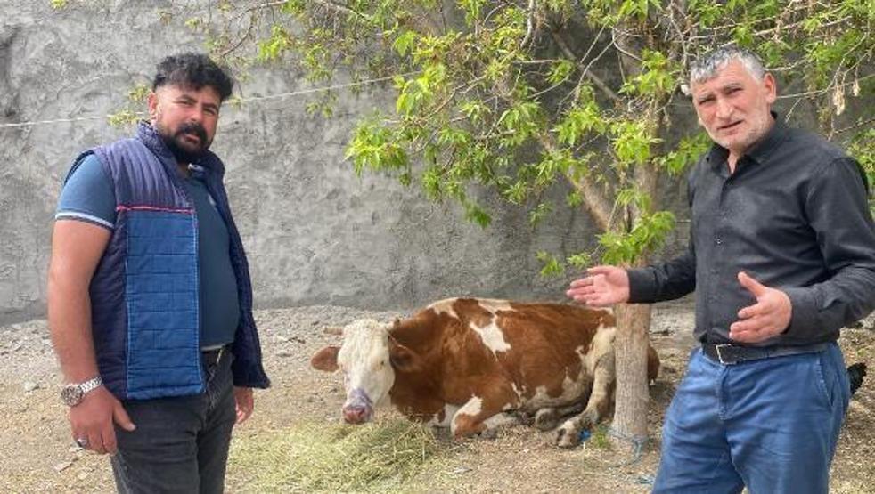 Köyde 10 günde 70 buzağı öldü, inceleme başlatıldı