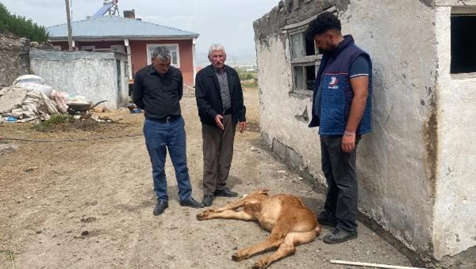 Köyde 10 günde 70 buzağı öldü, inceleme başlatıldı