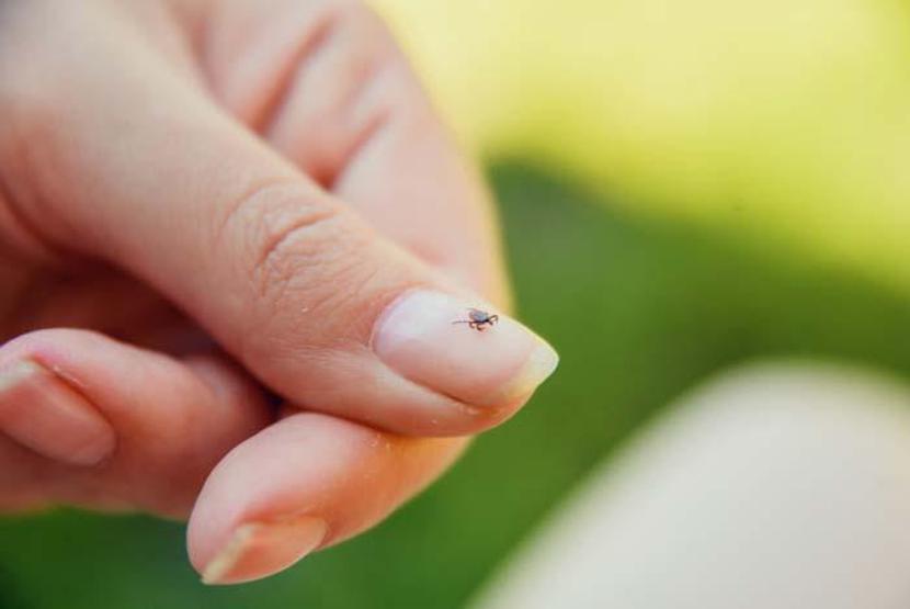 Taklitçi hastalık Lyme: Semptomların belirsizliği teşhisi zorlaştırıyor