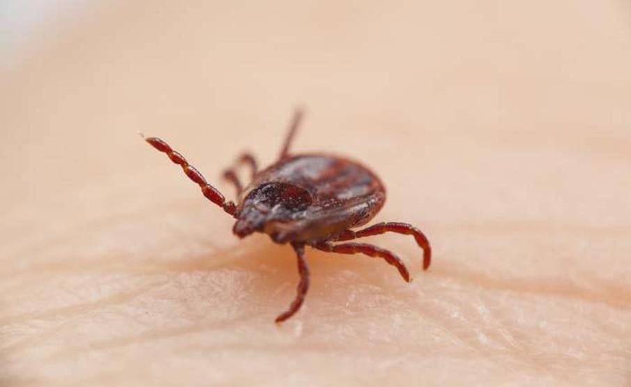 Taklitçi hastalık Lyme: Semptomların belirsizliği teşhisi zorlaştırıyor