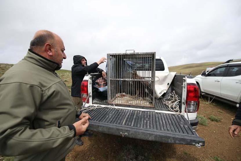 Tedavileri tamamlanan kaya kartalı ve arı şahini doğaya salındı