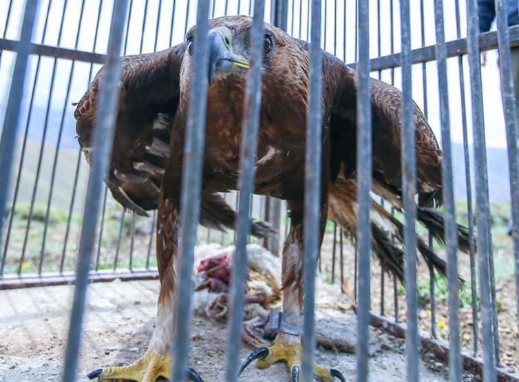 Tedavileri tamamlanan kaya kartalı ve arı şahini doğaya salındı