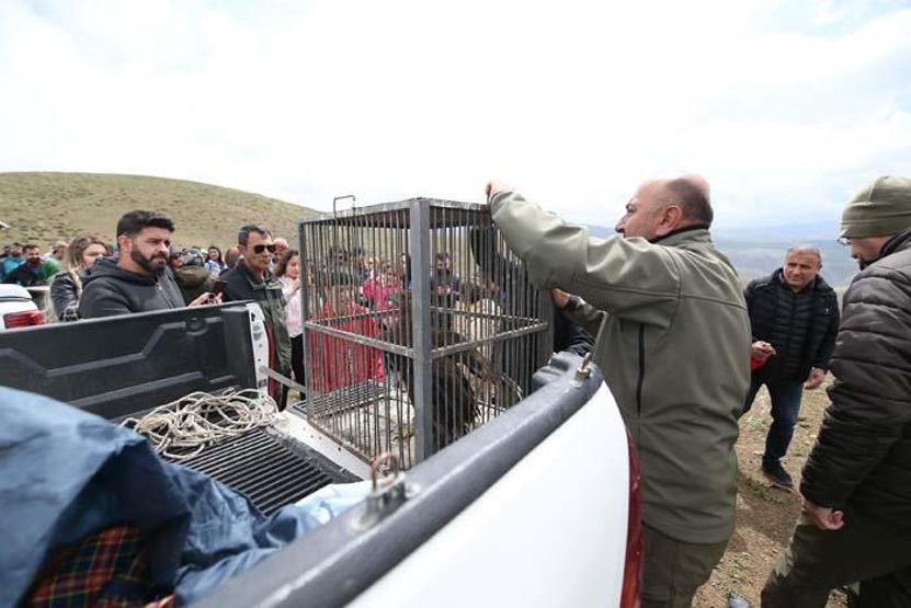 Tedavileri tamamlanan kaya kartalı ve arı şahini doğaya salındı